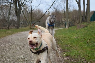 Dog in park