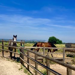 View of horse on field against sky