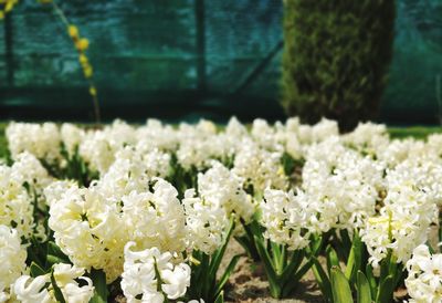 Close-up of white flowering plants