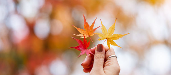 Close-up of person holding maple leaves during autumn