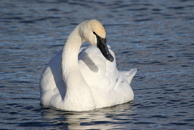 Swan swimming in lake