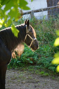 View of an animal on field