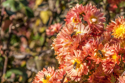 Close-up of flowers blooming outdoors