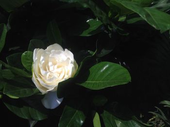 Close-up of white rose flower