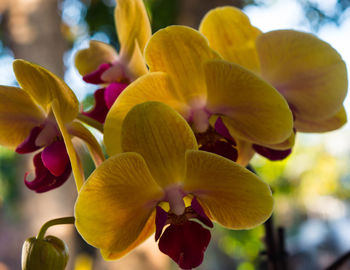 Close-up of yellow flowers blooming outdoors