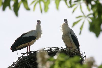 Low angle view of birds perching on tree against clear sky