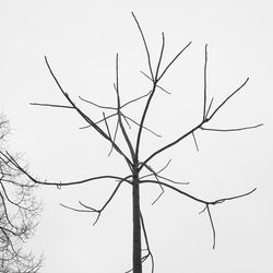 Low angle view of tree against clear sky