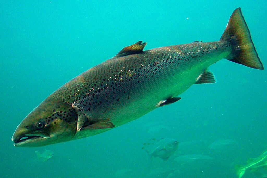 CLOSE-UP OF FISH UNDERWATER