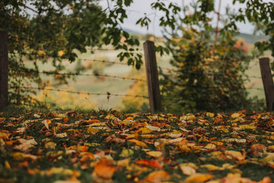 Close-up of autumn leaves on field