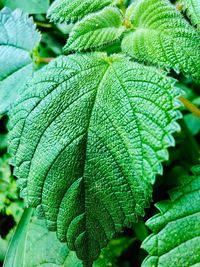 Close-up of green leaves