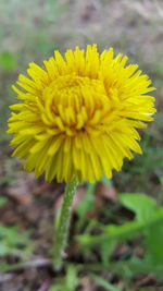 Close-up of yellow flower