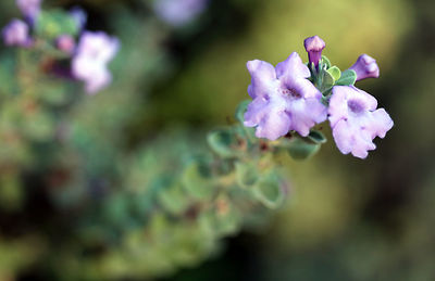 Close-up of flowers against blurred background