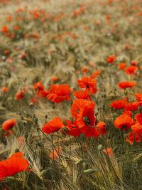 Close-up of orange poppy flowers in field