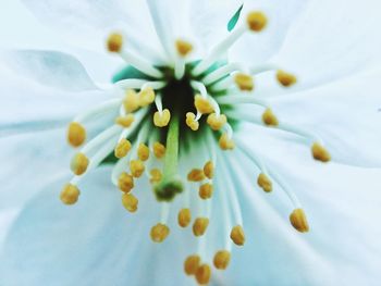 Close-up of white flowers