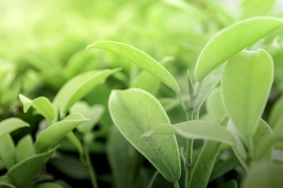 Close-up of fresh green plant