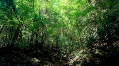 Trees in forest