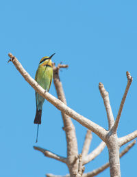 Low angle view of bird perching on branch against blue sky