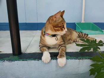 Cat sitting on tiled floor