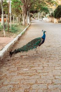 Peacock on footpath