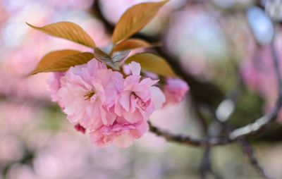 Close-up of pink cherry blossoms