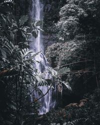 Scenic view of waterfall in forest