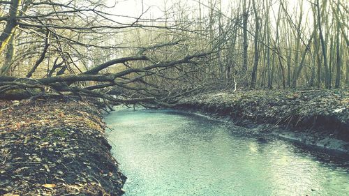 Scenic view of river in forest