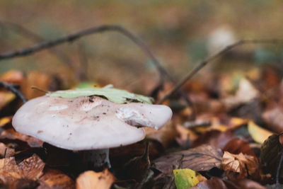 Close-up of mushroom growing on field