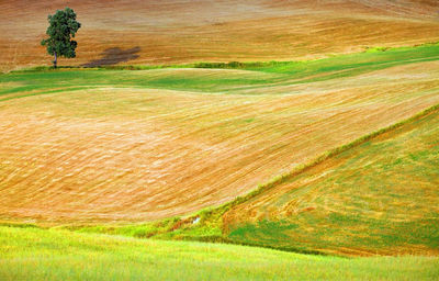 Scenic view of agricultural field