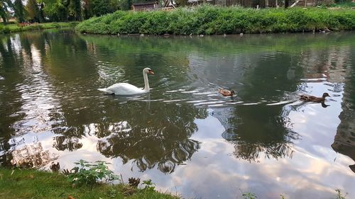 Swans swimming on lake