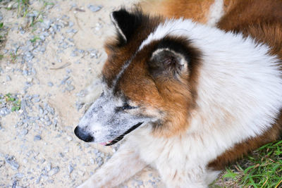 High angle view of dog on field