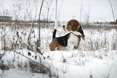 Beagle dog with a collar, in the winter in the snow, looks into the distance. walk the dog. 