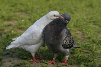 Close-up of pigeon perching on a field