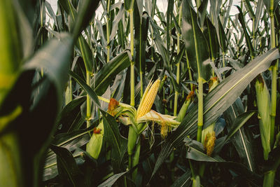 Close-up of plants growing on field