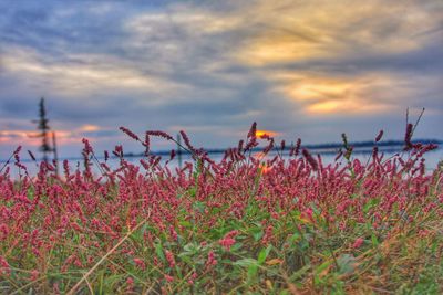 Close-up of pink flowers growing on field against sky