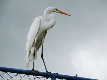 Low angle view of bird perching on fence against sky