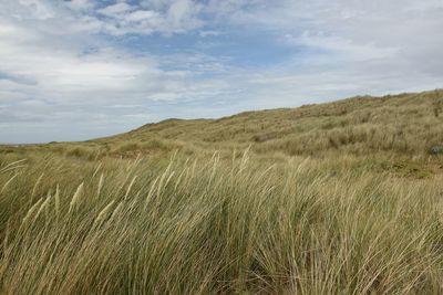 Scenic view of grassy sand dunes against sky