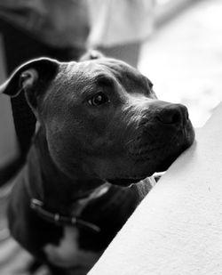 Close-up of dog looking away