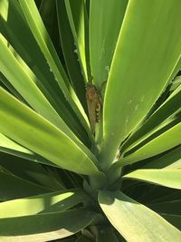 Close-up of insect on plant