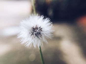 Close-up of dandelion