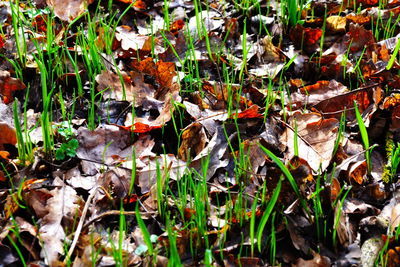 Full frame shot of plants