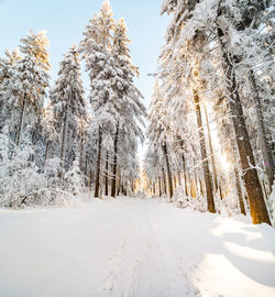 Trees on snow covered landscape