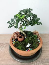 High angle view of potted plants on table