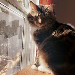 Portrait of cat sitting by window at home