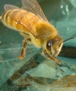 Close-up of bee on water