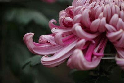 Close-up of pink roses