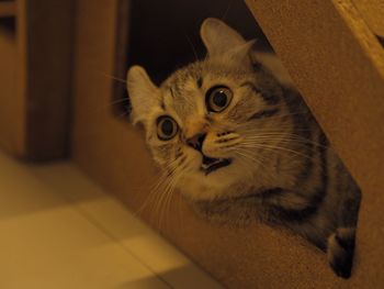 Close-up portrait of cat at home