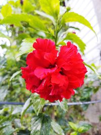 Close-up of red rose