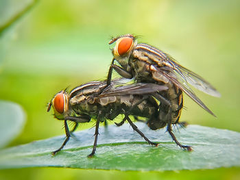 Close-up of fly on leaf