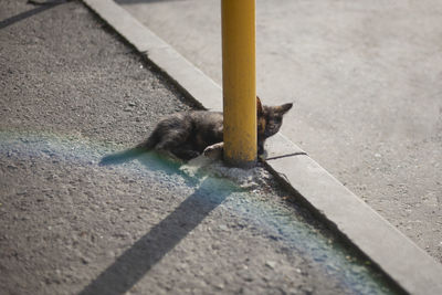 Close-up of squirrel on street