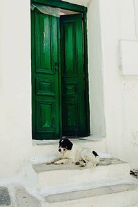Cat looking through door